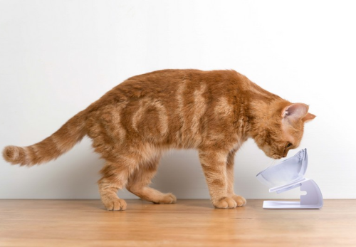 Macskabirodalom a nappaliban – Hogyan mentsük meg a kanapét?