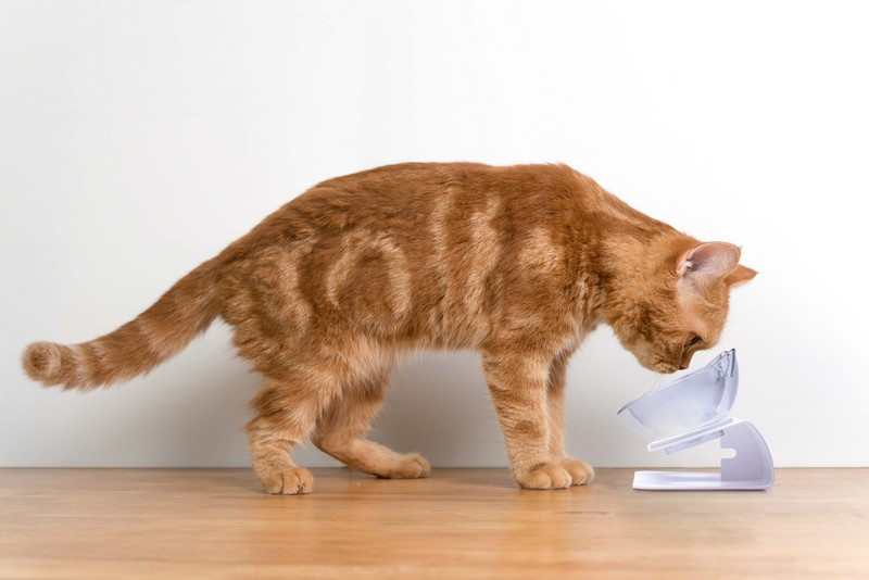 Macskabirodalom a nappaliban – Hogyan mentsük meg a kanapét?