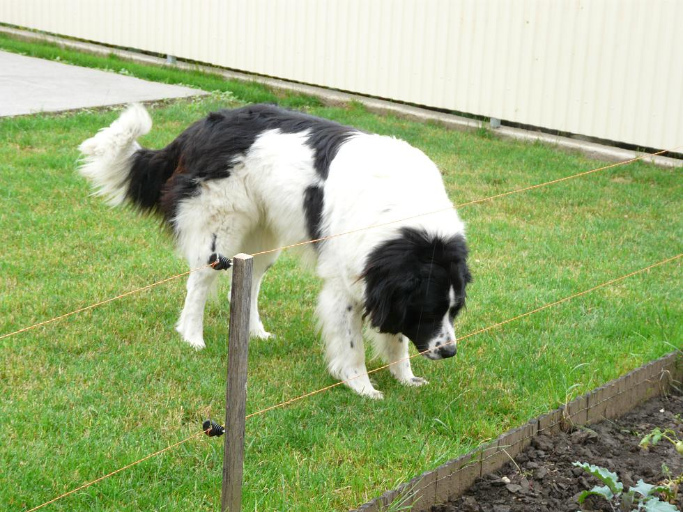 Sicra EF003 villanypásztor szett - Image 2